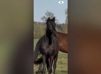 Oldenburger, Stute, 2 Jahre, 165 cm, Rappe