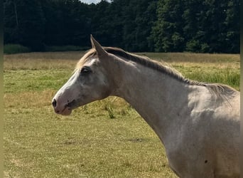 Oldenburger, Stute, 2 Jahre, 165 cm, Schecke