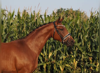 Oldenburger, Stute, 2 Jahre, 166 cm, Brauner