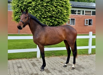 Oldenburger, Stute, 2 Jahre, 166 cm, Brauner