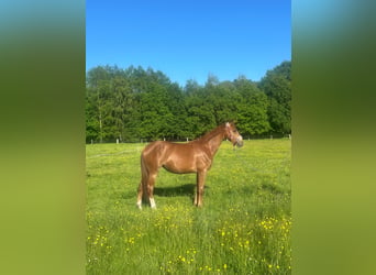 Oldenburger, Stute, 2 Jahre, 166 cm, Dunkelfuchs
