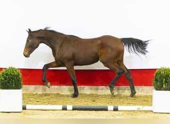 Oldenburger, Stute, 2 Jahre, 167 cm, Brauner