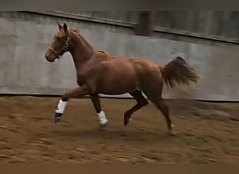 Oldenburger, Stute, 2 Jahre, 167 cm