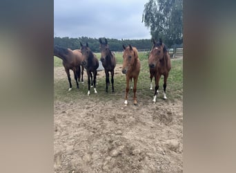 Oldenburger, Stute, 2 Jahre, 167 cm, Dunkelfuchs
