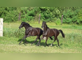 Oldenburger, Stute, 2 Jahre, 167 cm, Rappe