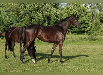 Oldenburger, Stute, 2 Jahre, 167 cm, Rappe