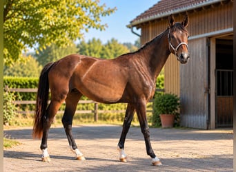 Oldenburger, Stute, 2 Jahre, 168 cm, Brauner