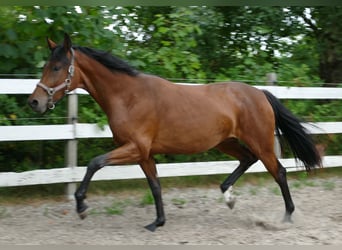 Oldenburger, Stute, 2 Jahre, 168 cm, Brauner