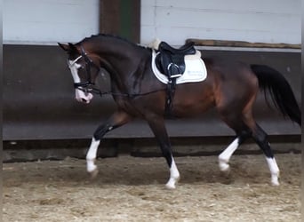 Oldenburger, Stute, 2 Jahre, 168 cm, Dunkelbrauner