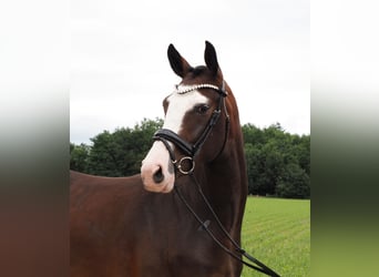 Oldenburger, Stute, 2 Jahre, 168 cm, Dunkelbrauner