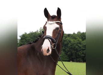Oldenburger, Stute, 2 Jahre, 168 cm, Dunkelbrauner
