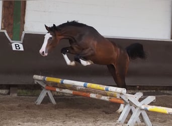 Oldenburger, Stute, 2 Jahre, 168 cm, Dunkelbrauner