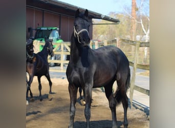 Oldenburger, Stute, 2 Jahre, 168 cm, Rappe