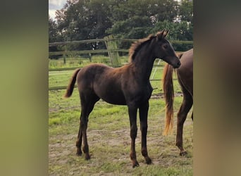 Oldenburger, Stute, 2 Jahre, 169 cm