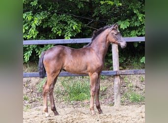 Oldenburger, Stute, 2 Jahre, 169 cm, Rappe