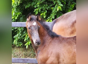 Oldenburger, Stute, 2 Jahre, 169 cm, Rappe