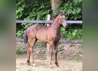 Oldenburger, Stute, 2 Jahre, 169 cm, Rappe