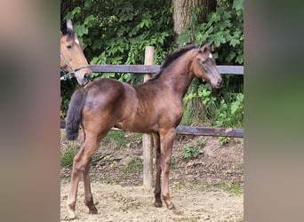 Oldenburger, Stute, 2 Jahre, 169 cm, Rappe