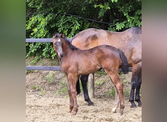 Oldenburger, Stute, 2 Jahre, 169 cm, Rappe