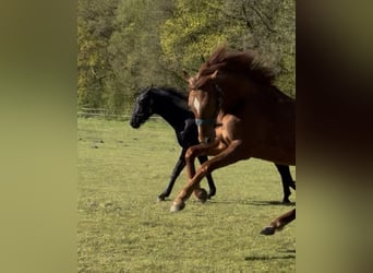 Oldenburger, Stute, 2 Jahre, 170 cm, Fuchs