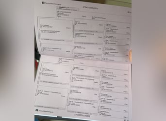 Oldenburger, Stute, 2 Jahre, 170 cm, Rappe