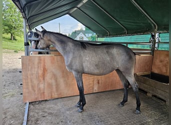 Oldenburger, Stute, 2 Jahre, 170 cm, Schimmel