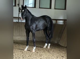 Oldenburger, Stute, 2 Jahre, 172 cm, Rappe