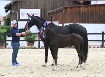Oldenburger, Stute, 2 Jahre, 172 cm, Rappe