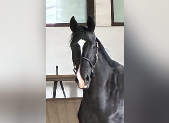 Oldenburger, Stute, 2 Jahre, 172 cm, Rappe