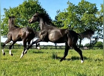 Oldenburger, Stute, 2 Jahre, 173 cm, Schwarzbrauner