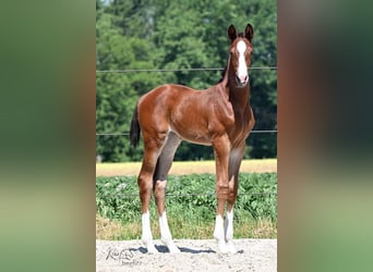 Oldenburger, Stute, 2 Jahre, 178 cm, Brauner