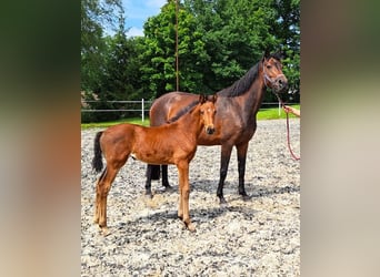 Oldenburger, Stute, 2 Jahre, Brauner
