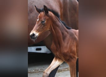 Oldenburger, Stute, 2 Jahre, Brauner