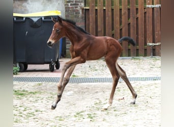 Oldenburger, Stute, 2 Jahre, Brauner
