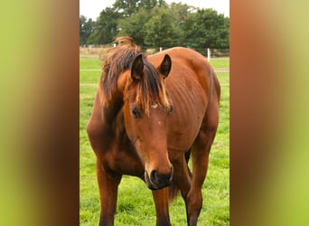 Oldenburger, Stute, 2 Jahre, Brauner