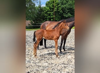 Oldenburger, Stute, 2 Jahre, Brauner