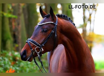 Oldenburger, Stute, 2 Jahre