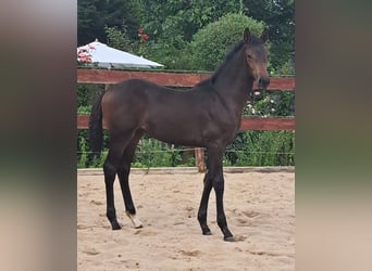 Oldenburger, Stute, 2 Jahre, Dunkelbrauner