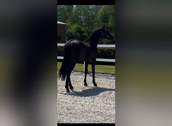 Oldenburger, Stute, 2 Jahre, Rappe