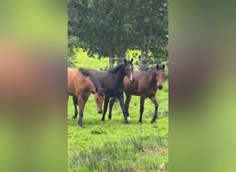 Oldenburger, Stute, 2 Jahre, Schwarzbrauner