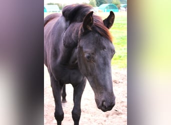 Oldenburger, Stute, 2 Jahre, Schwarzbrauner