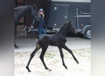 Oldenburger, Stute, 2 Jahre, Schwarzbrauner
