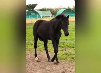Oldenburger, Stute, 2 Jahre, Schwarzbrauner