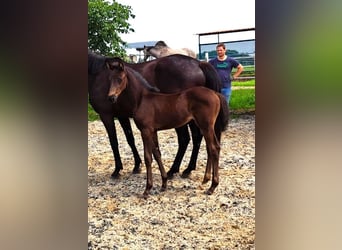 Oldenburger, Stute, 2 Jahre, Schwarzbrauner