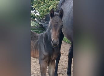 Oldenburger, Stute, 2 Jahre, Schwarzbrauner