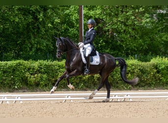 Oldenburger, Stute, 3 Jahre, 154 cm, Rappe