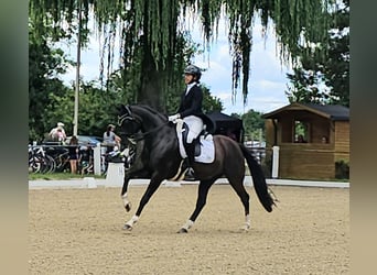 Oldenburger, Stute, 3 Jahre, 154 cm, Rappe