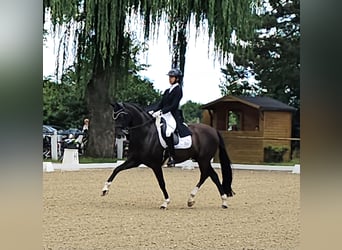 Oldenburger, Stute, 3 Jahre, 154 cm, Rappe
