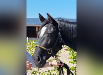 Oldenburger, Stute, 3 Jahre, 154 cm, Rappe