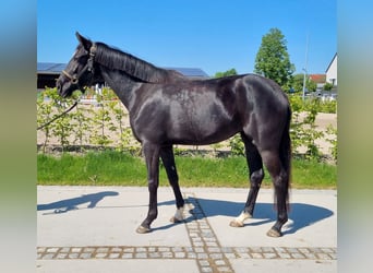 Oldenburger, Stute, 3 Jahre, 154 cm, Rappe